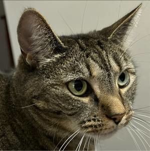 Meet your Posher, Sharon